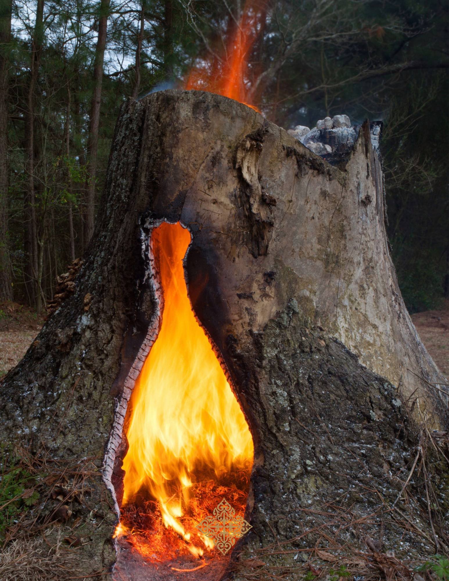 Fire burning inside a hollow tree stump in a forest